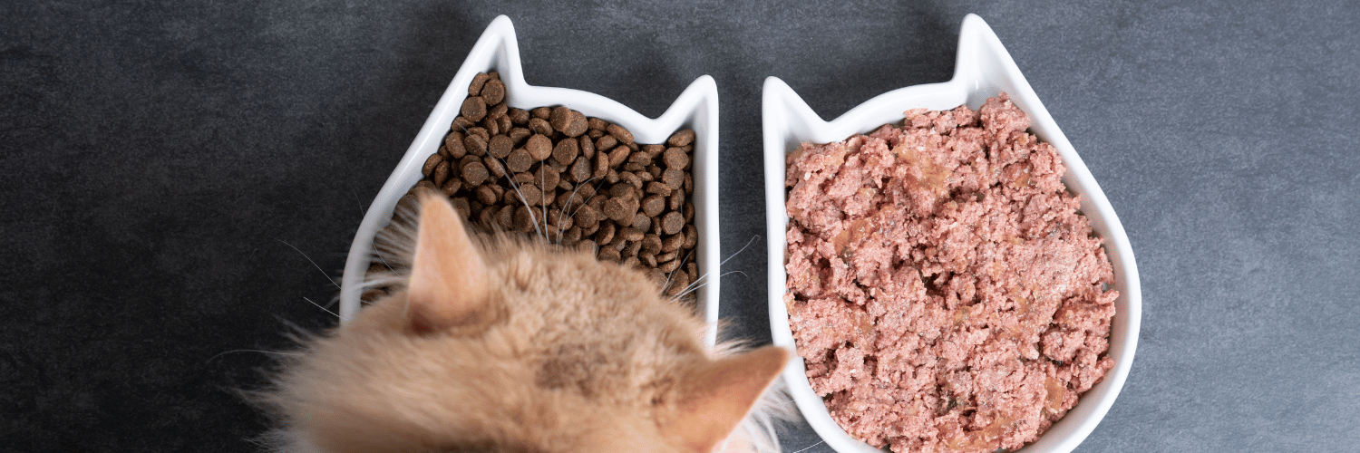 Cat eating different types and brands of cat food