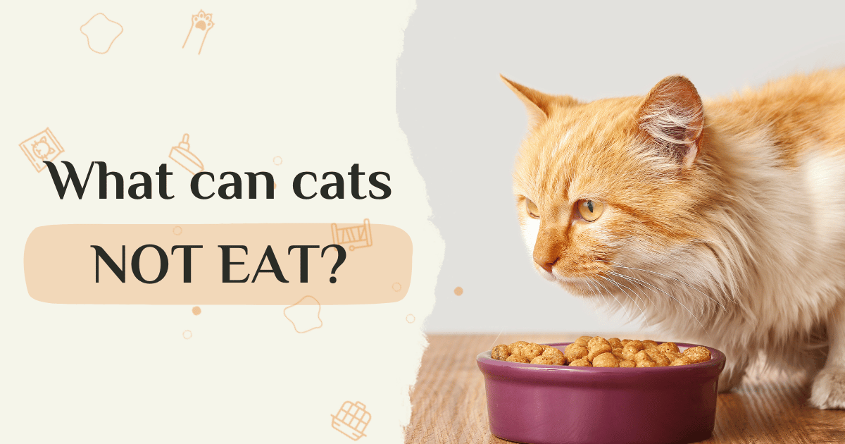 What can't cats eat? toxic foods for cats