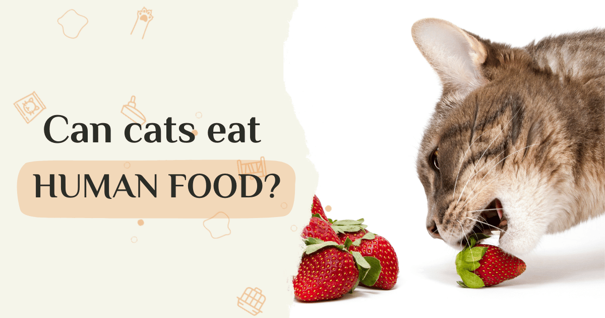 Can cats eat human food?