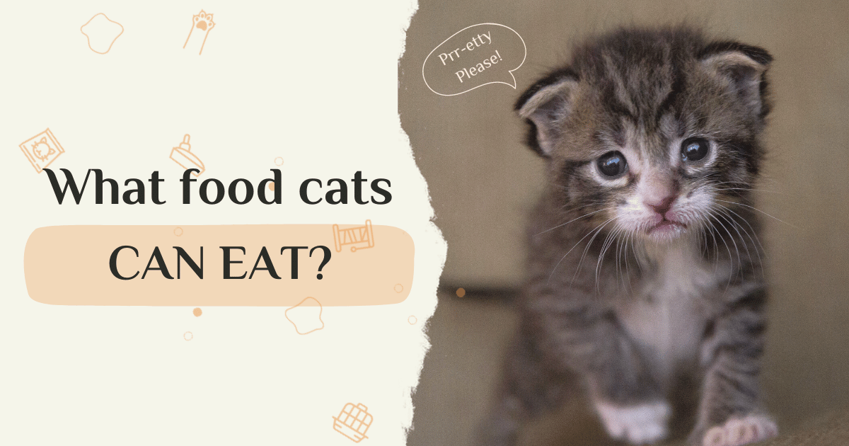 What human foods can cats eat? 18 foods