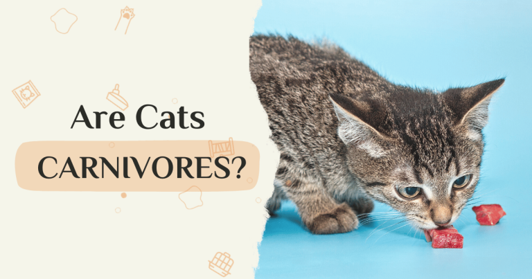 Are Cats Carnivores?