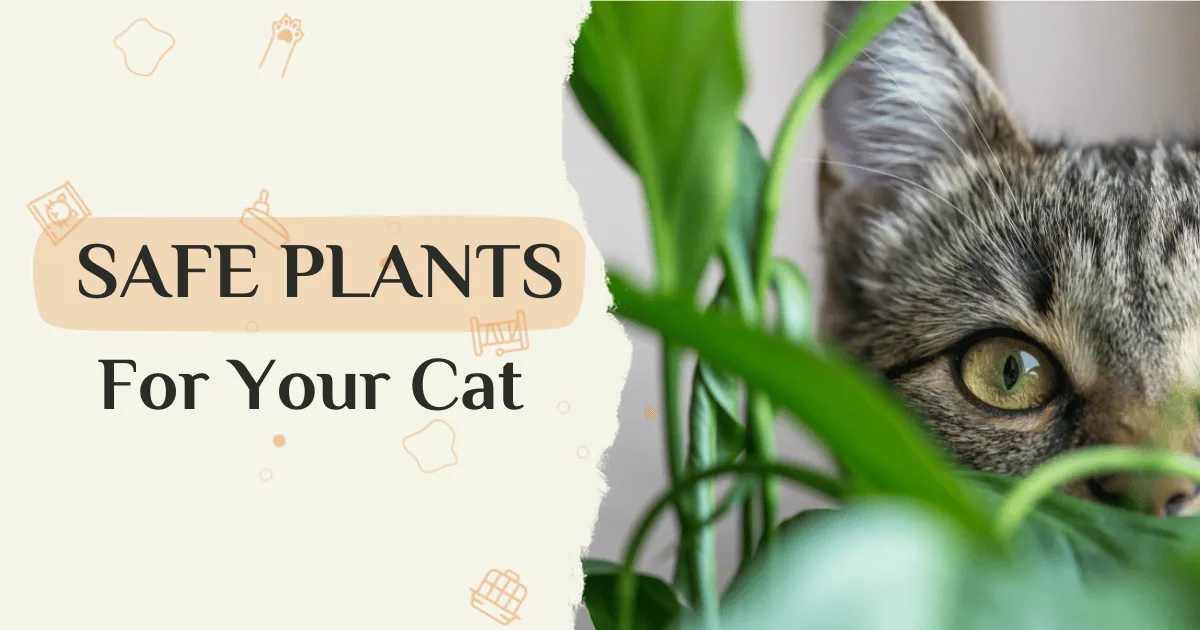 Plants Safe For Cats