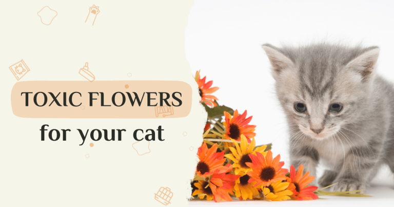 Flowers And Cats