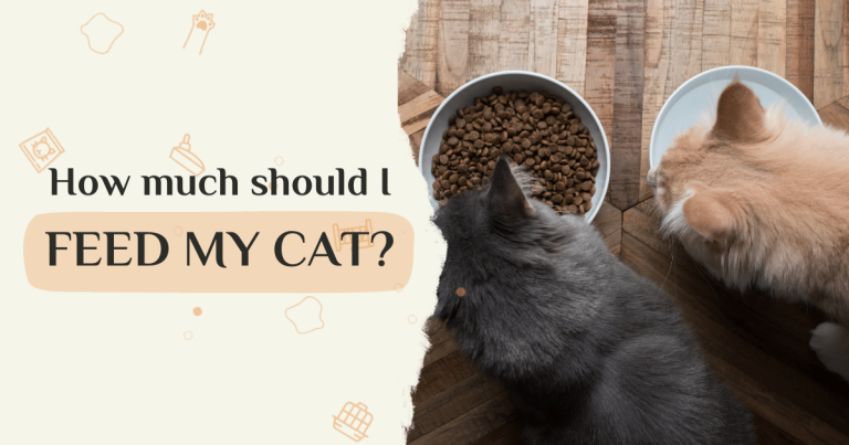 how much should I feed my cat
